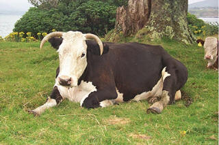 cow.jpg (30430 bytes)