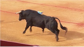 Bull.jpg (13368 bytes)